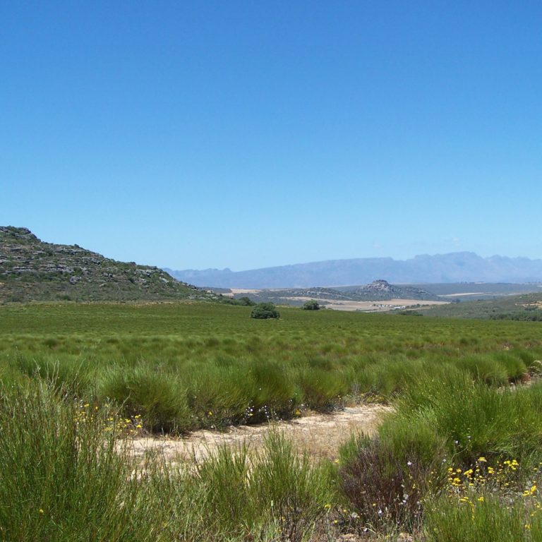 Rooibos tea production